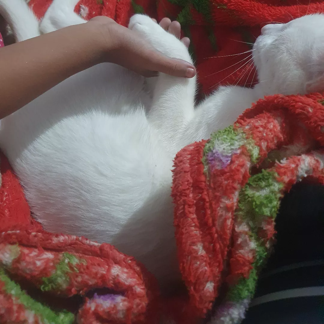 Branca De Neve - Sem Raça Definida