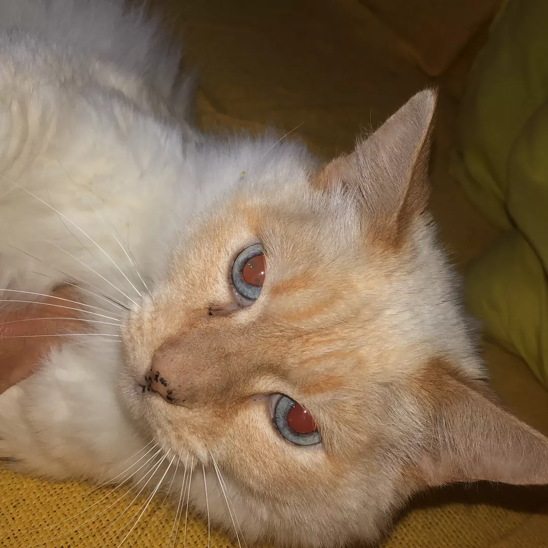 Fabiana Campanella - Sem Raça Definida