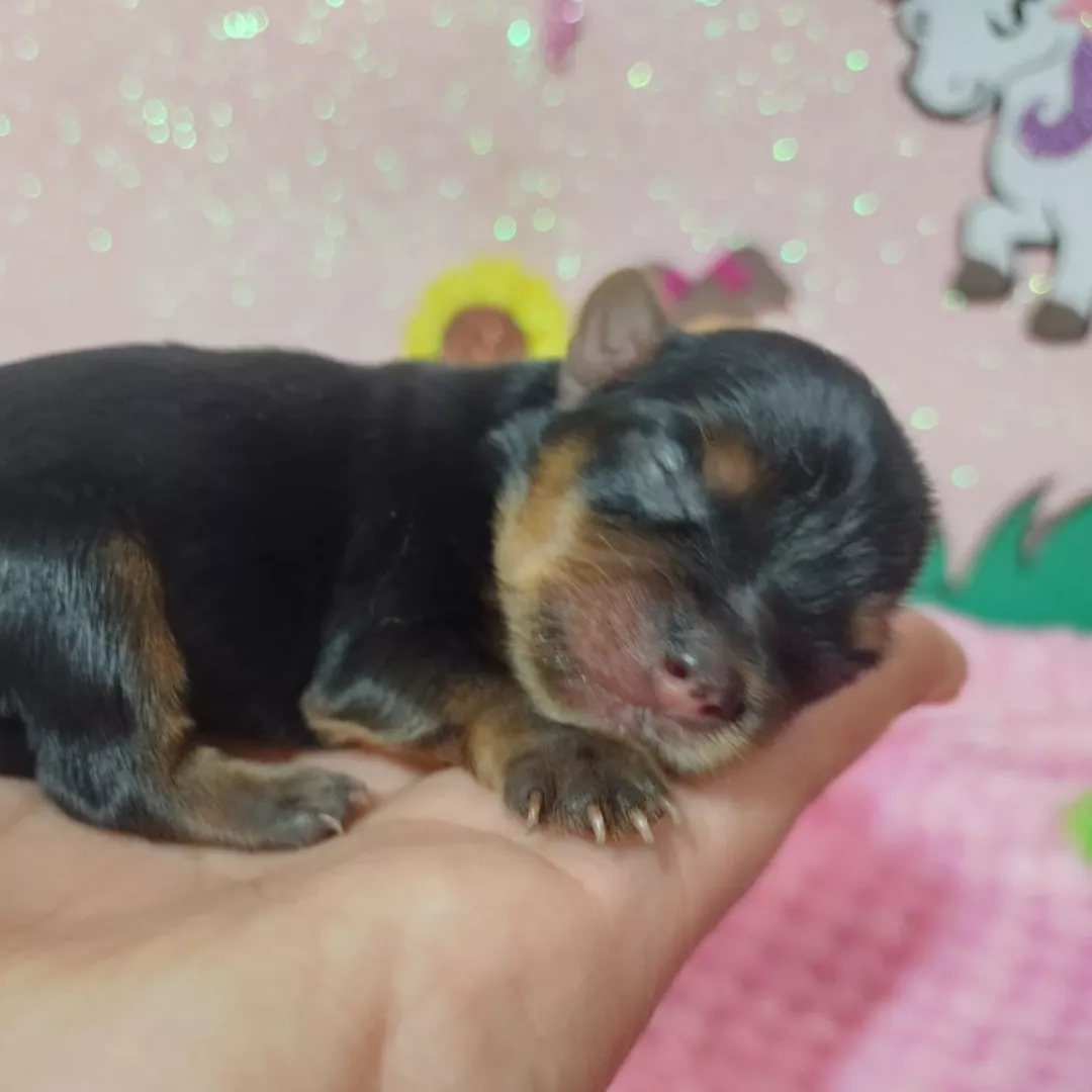 Filhotes - Yorkshire Terrier