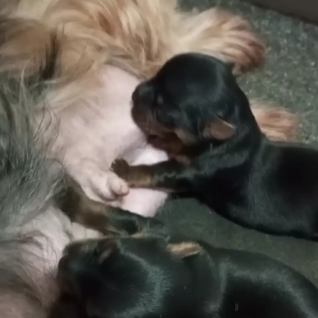 Filhotes - Yorkshire Terrier