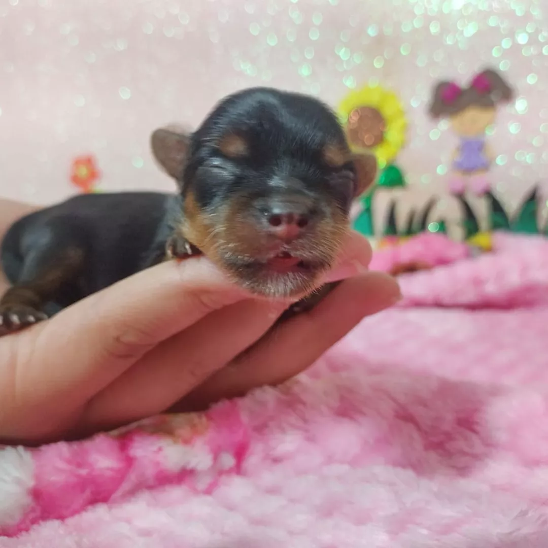 Filhotes - Yorkshire Terrier