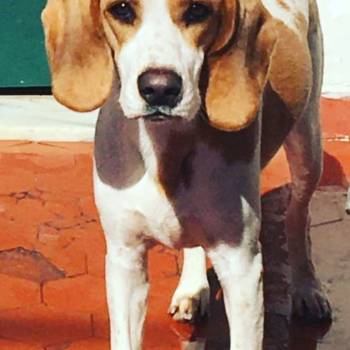 Mailow imagem 2 - 