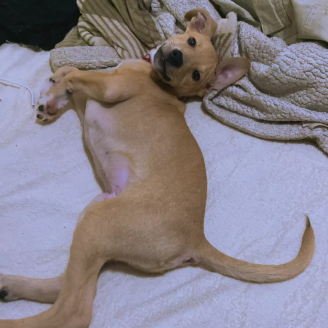 Apollo - Sem Raça Definida