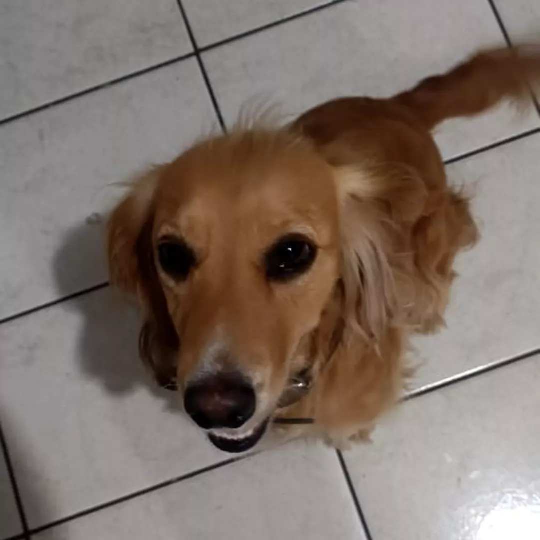 Nina - Sem Raça Definida