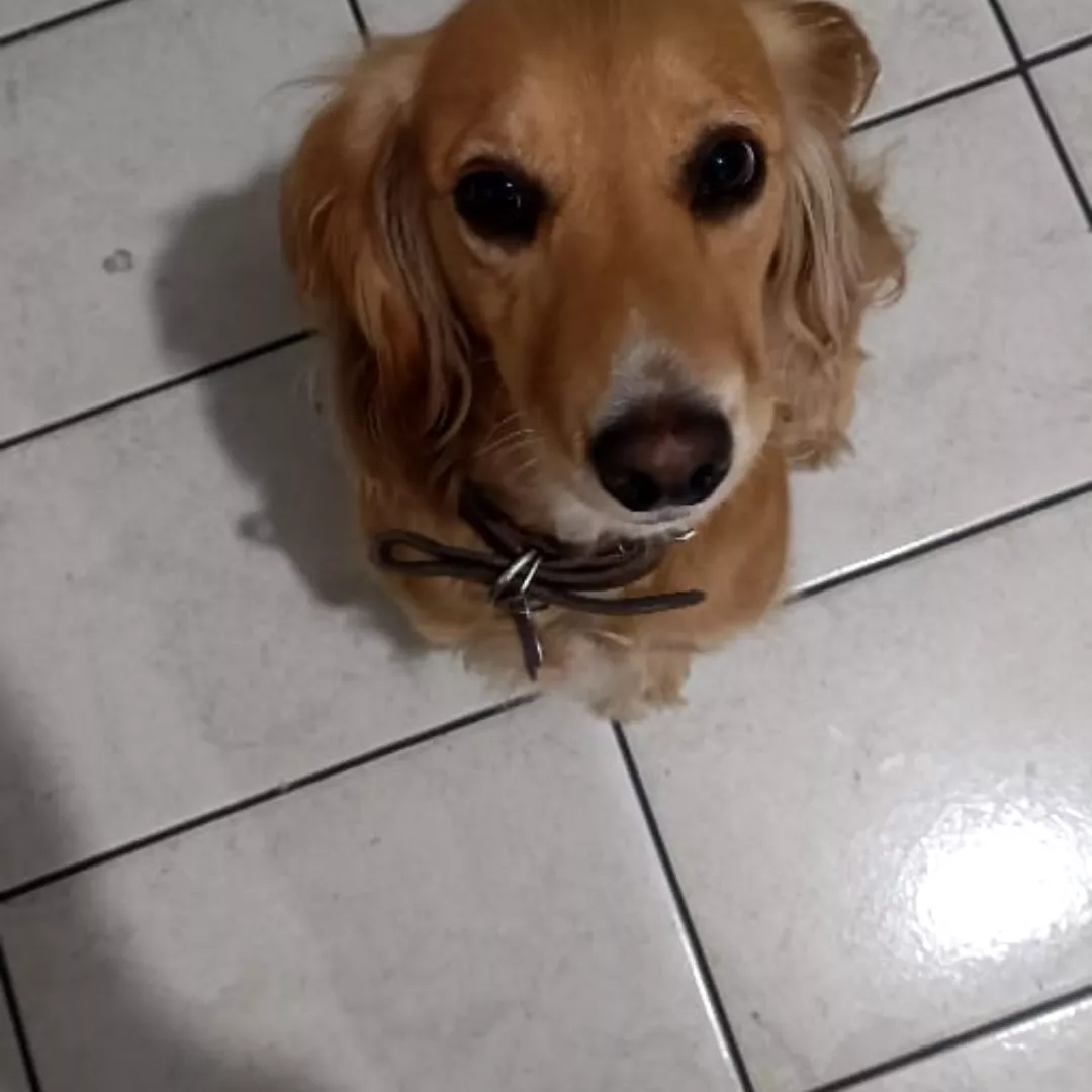 Nina - Sem Raça Definida