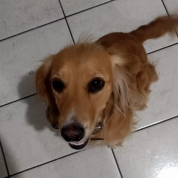 Nina imagem 1 - Sem Raça Definida