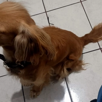 Nina imagem 2 - Sem Raça Definida