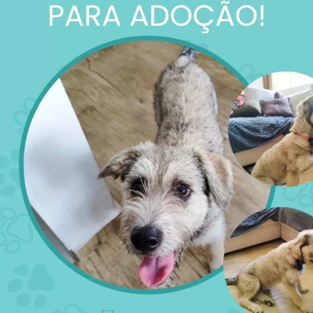 Abel - Sem Raça Definida