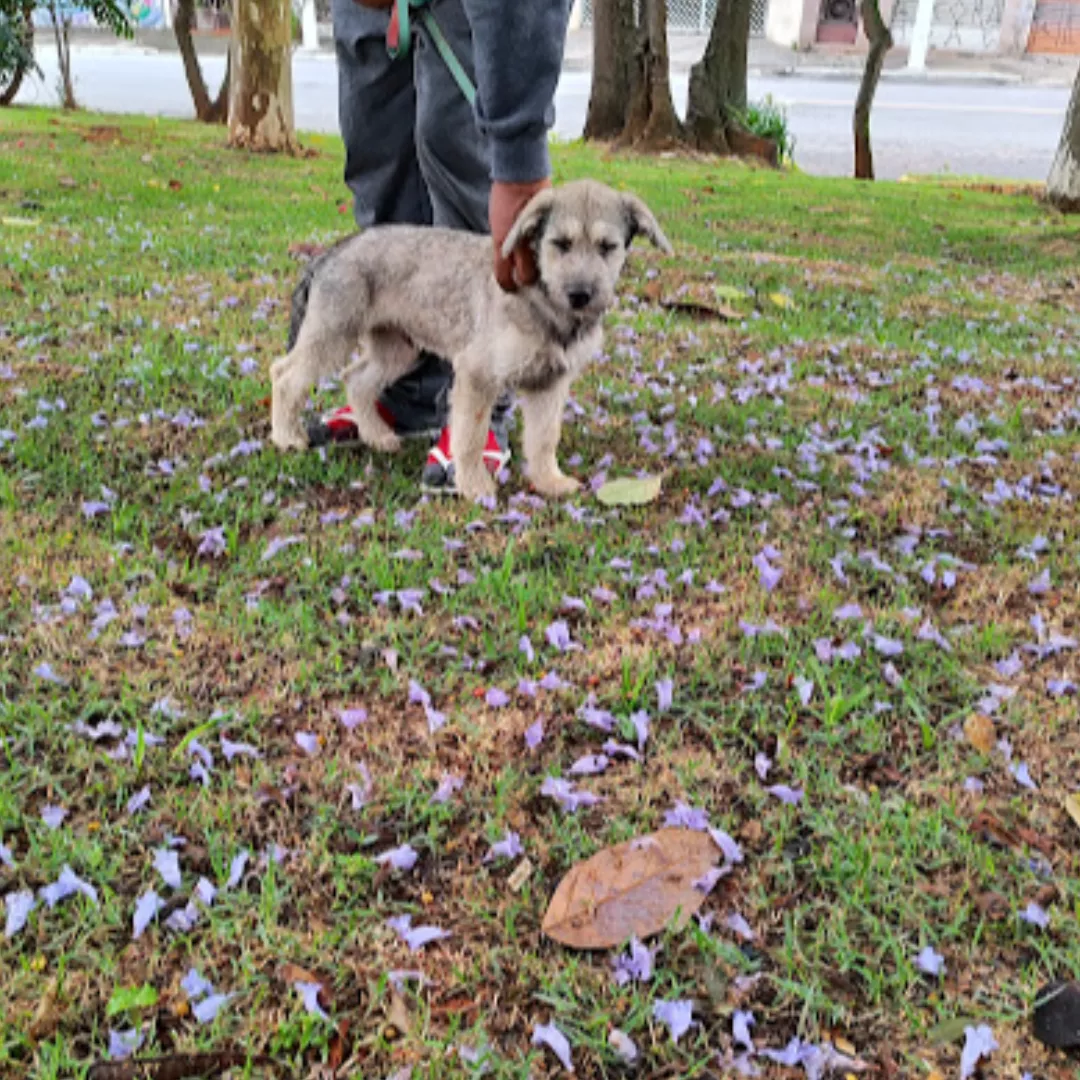 Abel - Sem Raça Definida