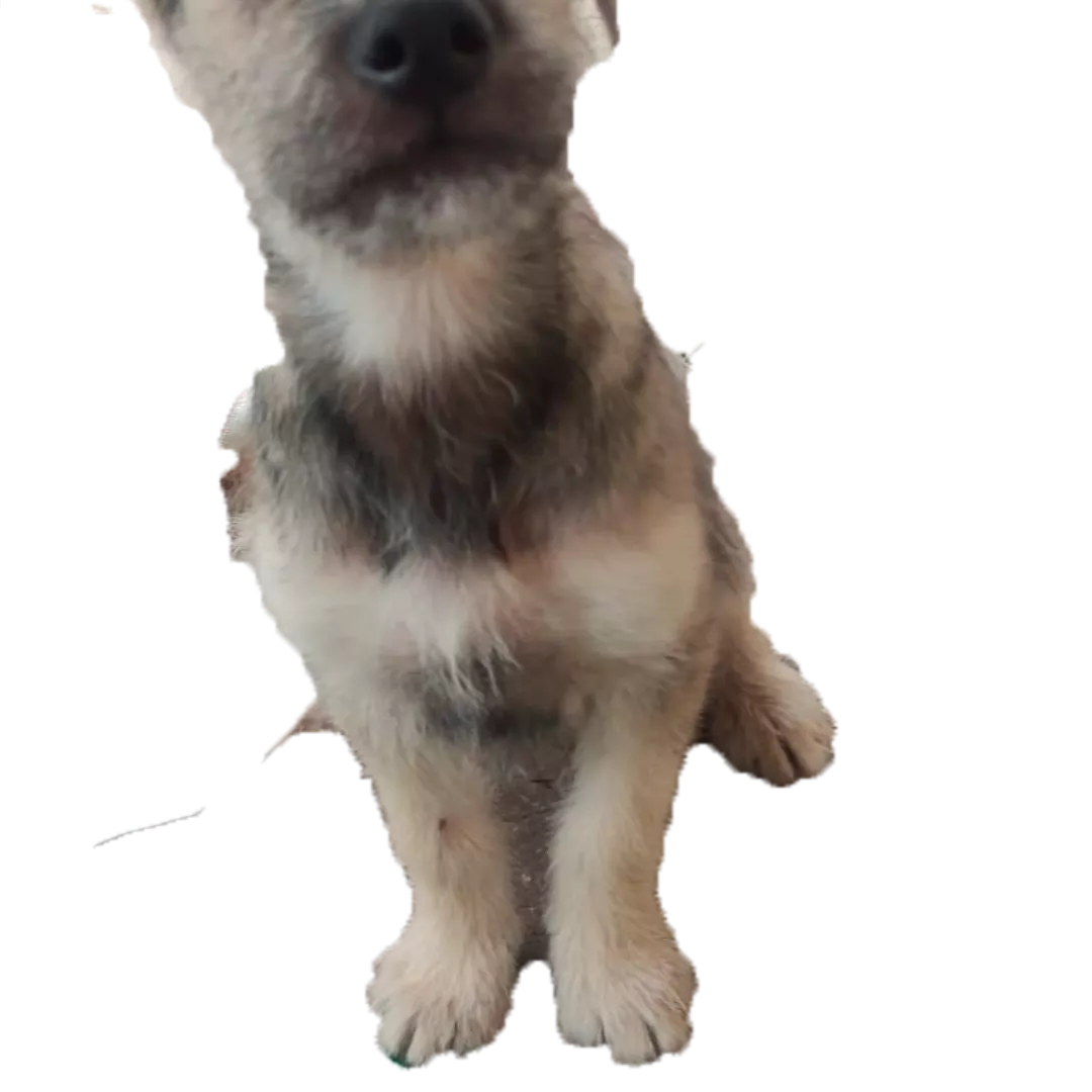 Abel - Sem Raça Definida