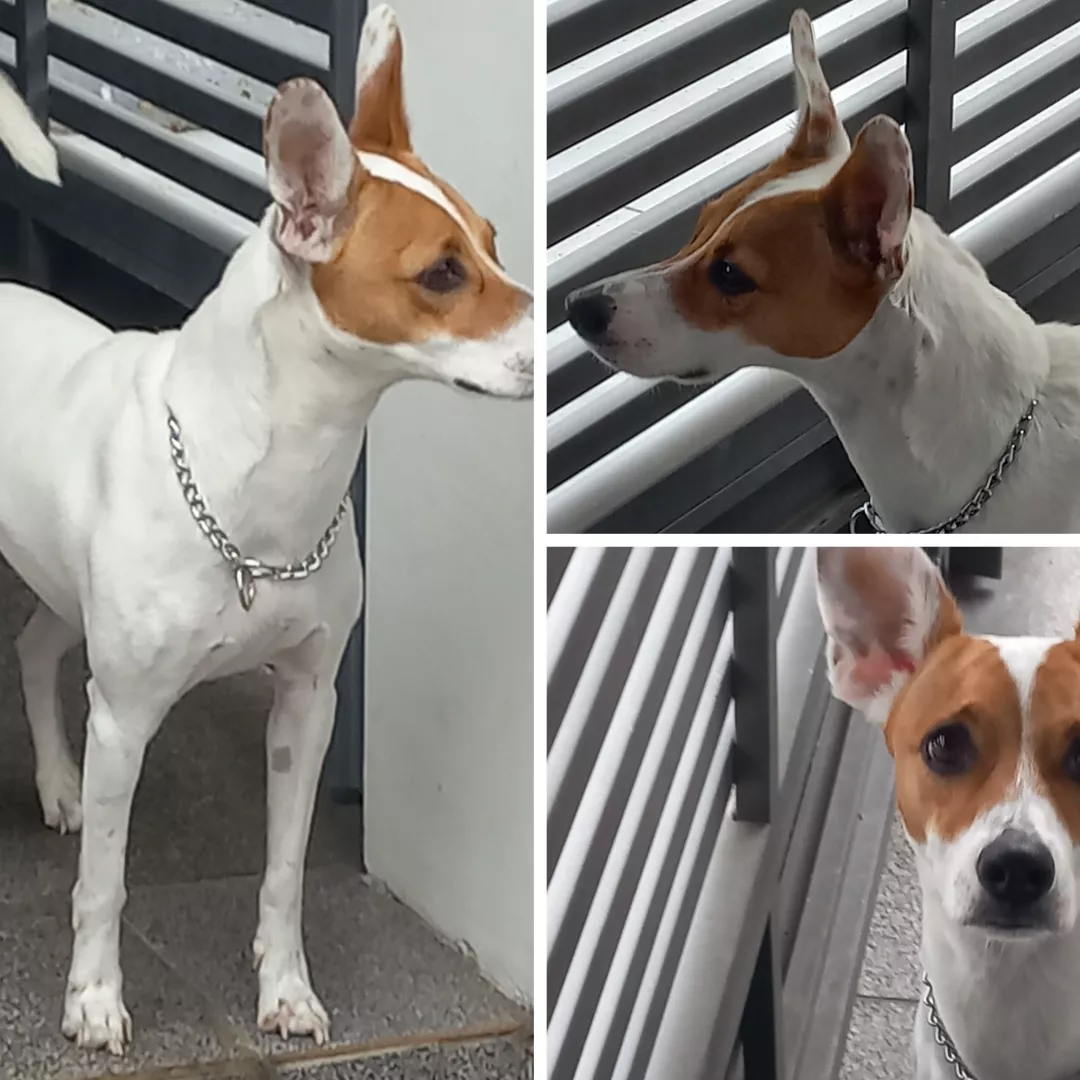 Nalla - Sem Raça Definida