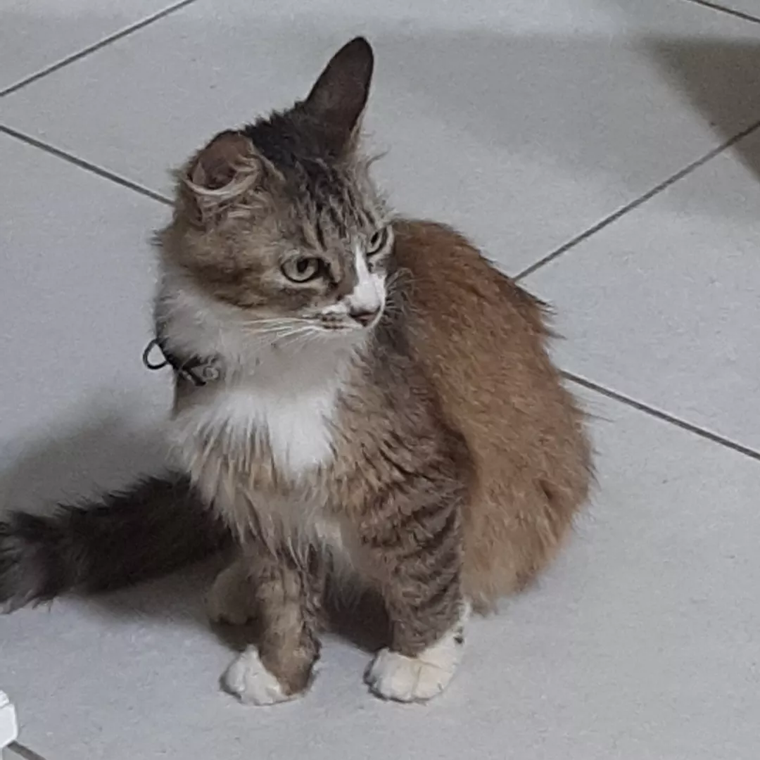 Não Tem Nome - Sem Raça Definida