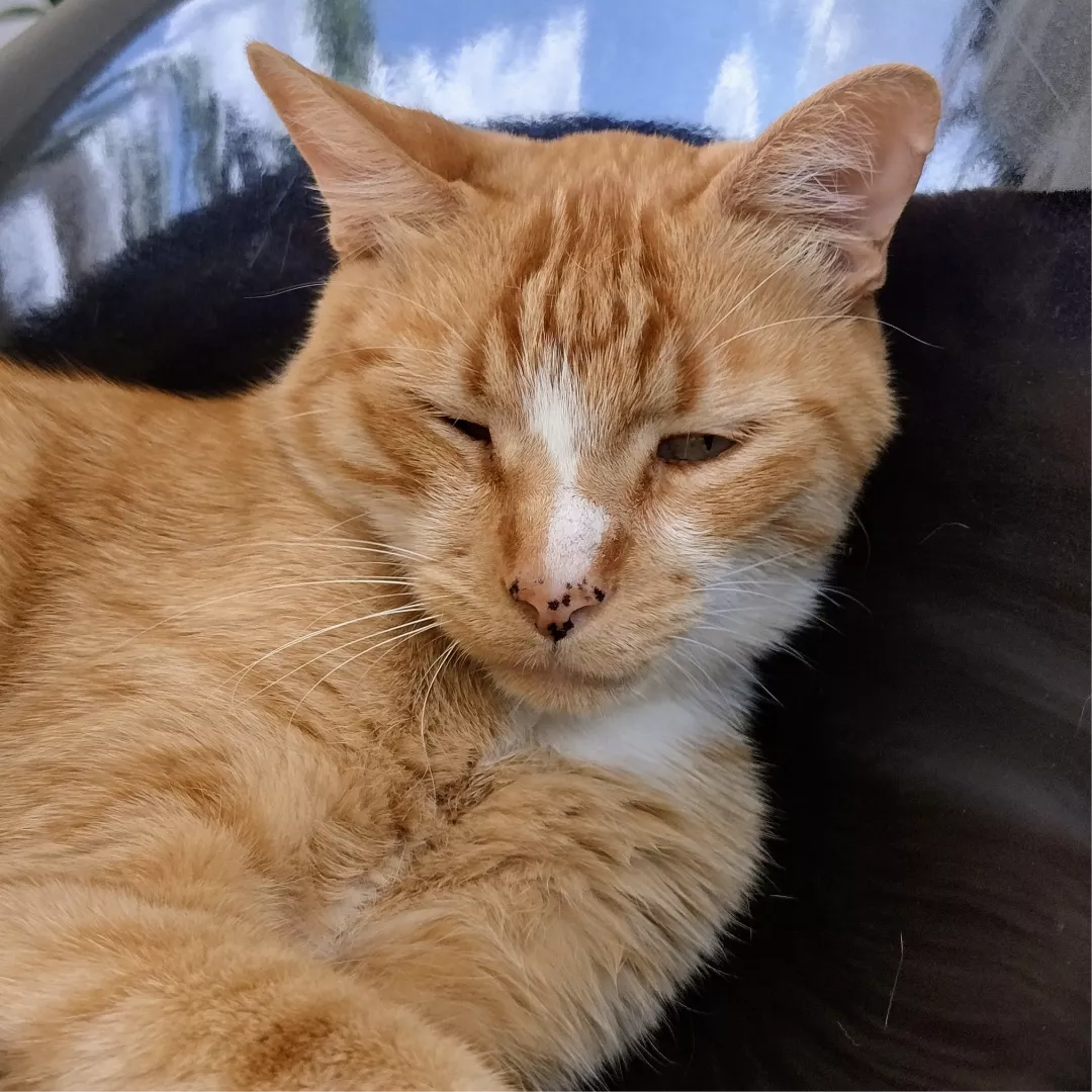 Kuke - Sem Raça Definida