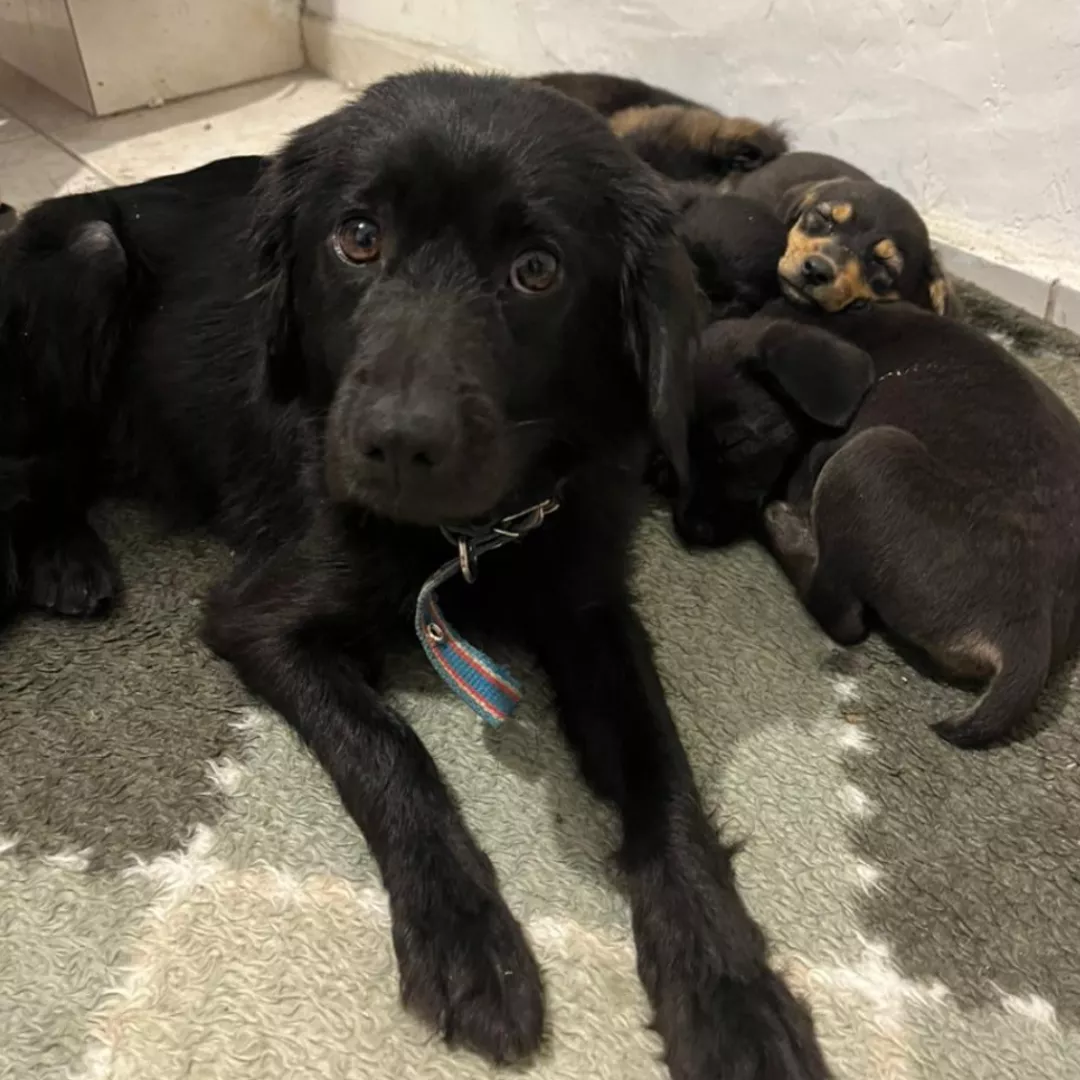 Ruth - Sem Raça Definida