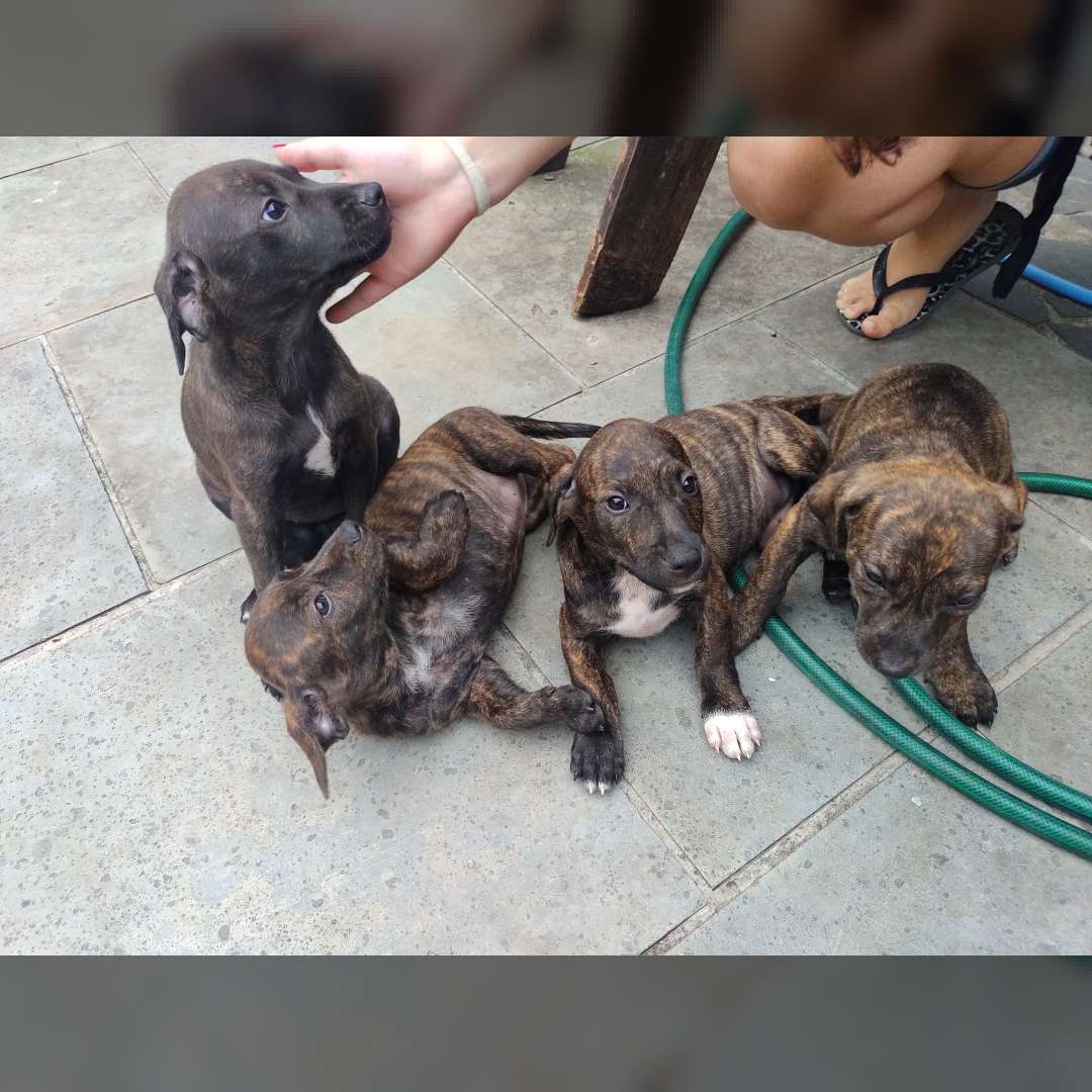 Joãozinho Petiçomachosmimosa E Neguinhafêmea - 