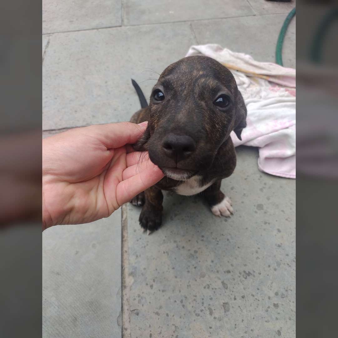 Joãozinho Petiçomachosmimosa E Neguinhafêmea - 