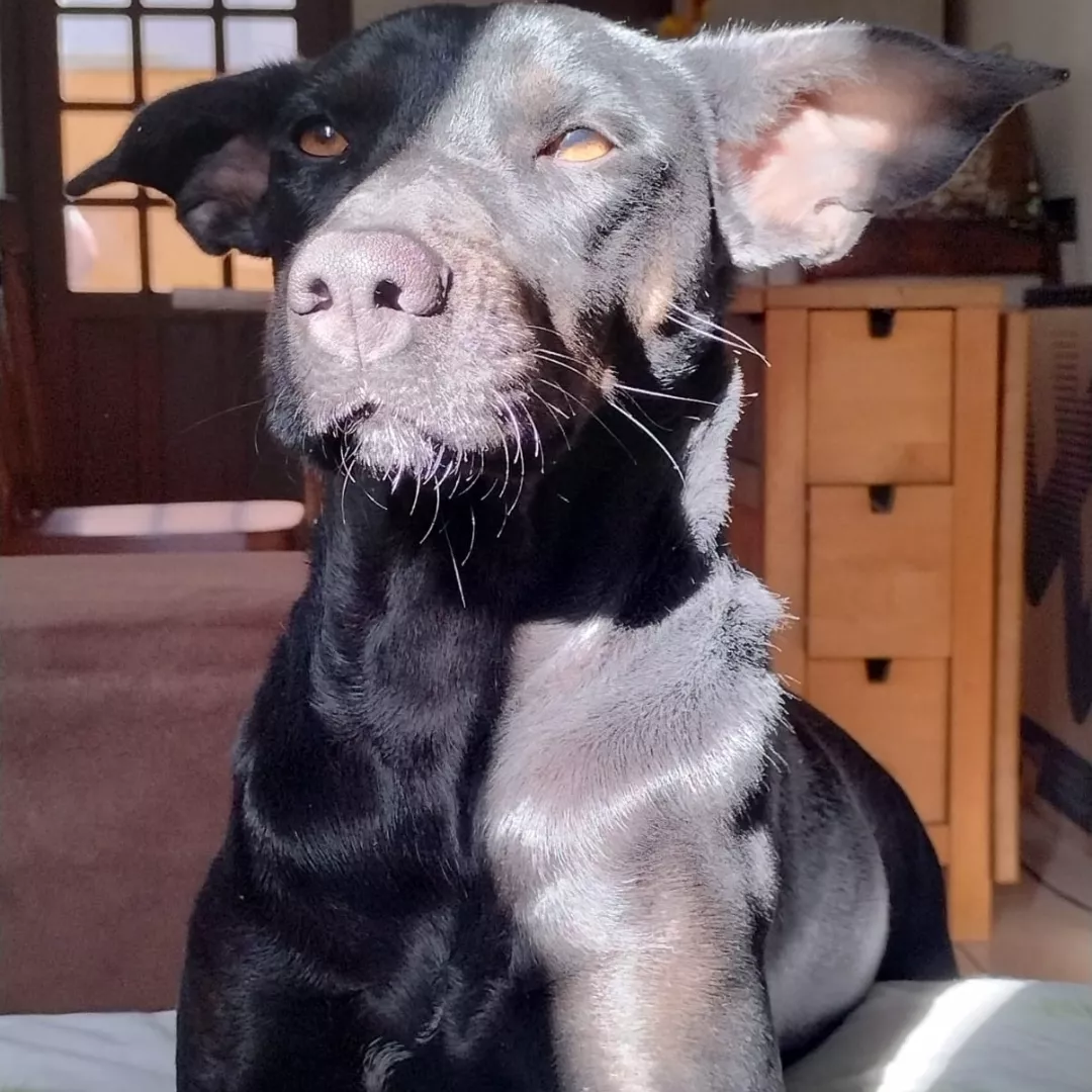 Montana - Sem Raça Definida