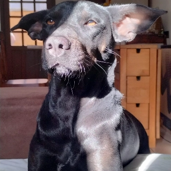 Montana imagem 1 - Sem Raça Definida