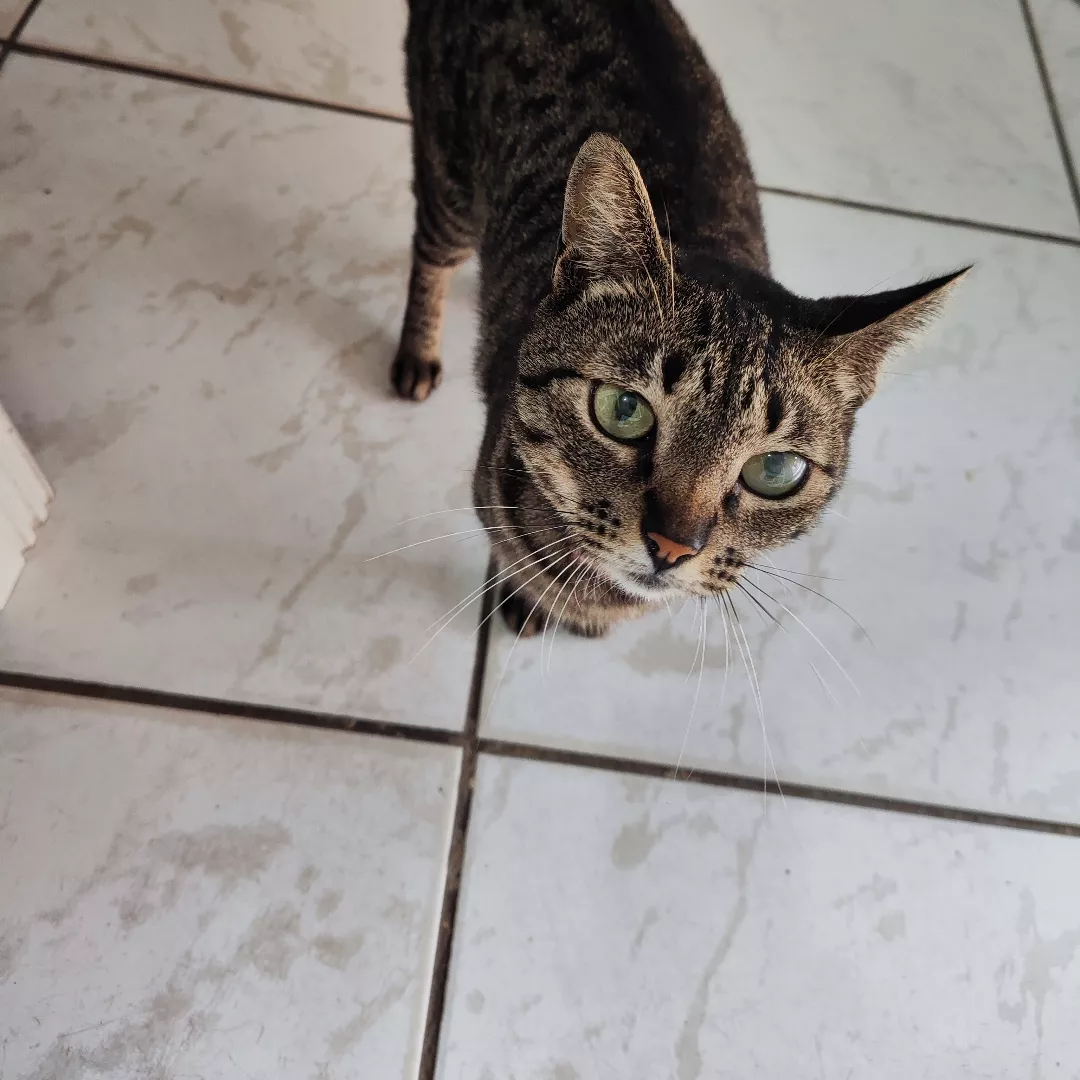 Phoebe - Sem Raça Definida