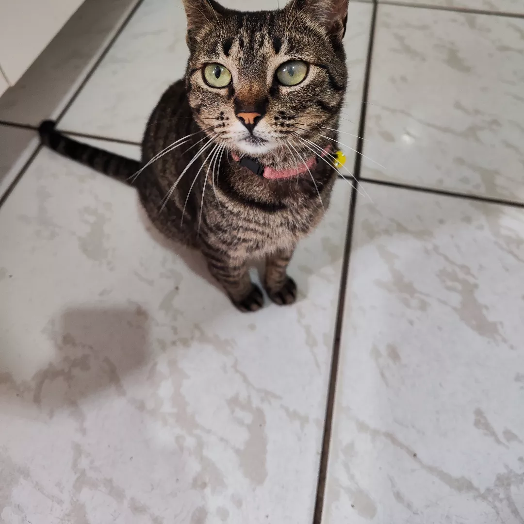 Phoebe - Sem Raça Definida