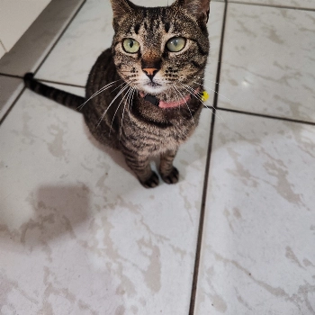 Phoebe imagem 2 - Sem Raça Definida