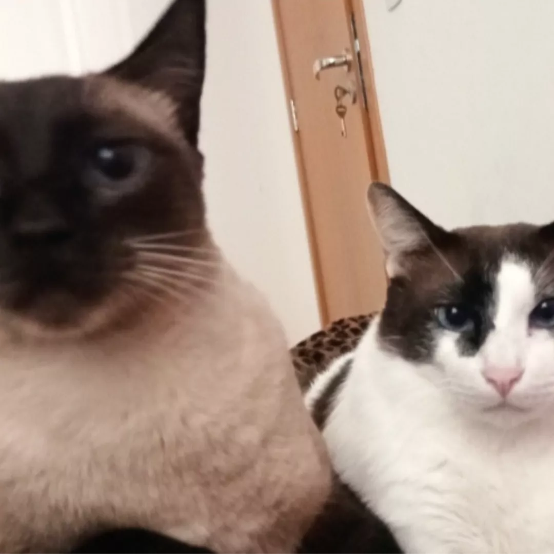 Sitka E Koda - Siamese