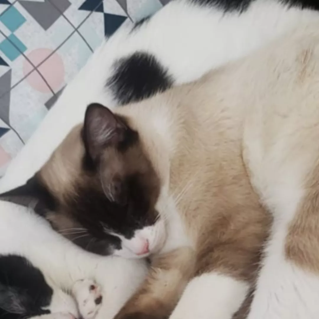 Ana - Sem Raça Definida