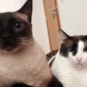 Sitka E Koda imagem 1 - Siamese