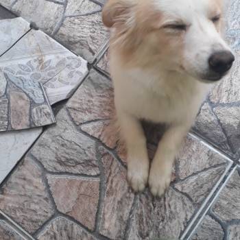 Melisa imagem 1 - 