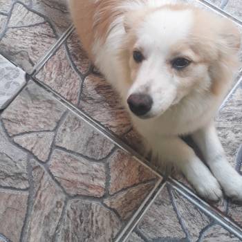 Melisa imagem 2 - 