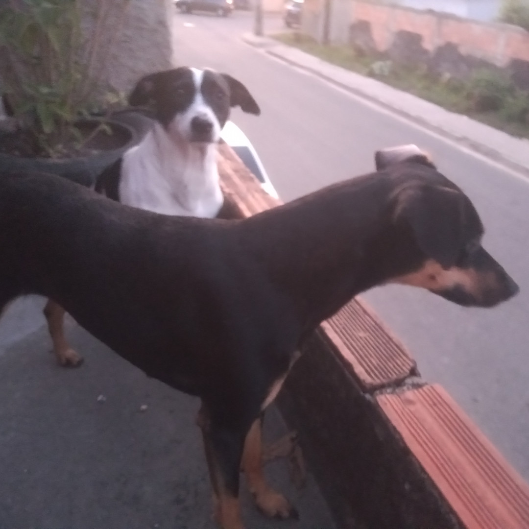 Mia imagem 1 - Sem Raça Definida