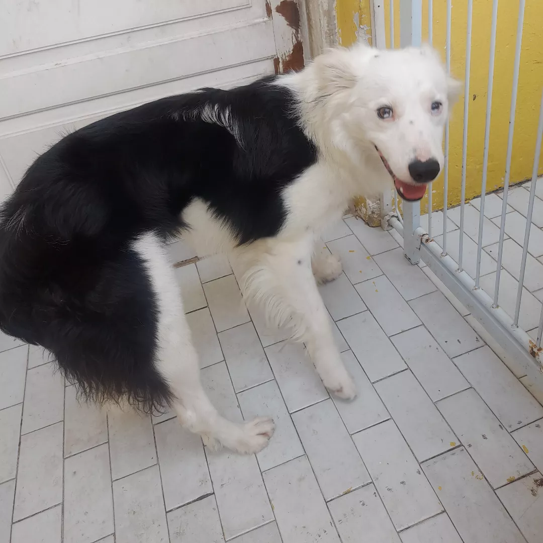 Luck - Sem Raça Definida