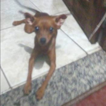 Biscoito imagem 1 - 