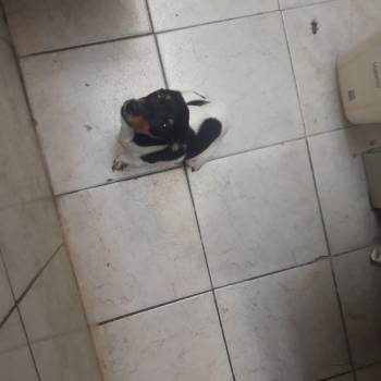 Paçoca imagem 1 - 