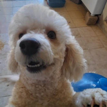 Hashy imagem 1 - Poodle