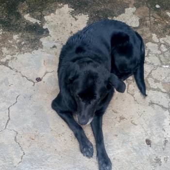 Lua imagem 1 - 