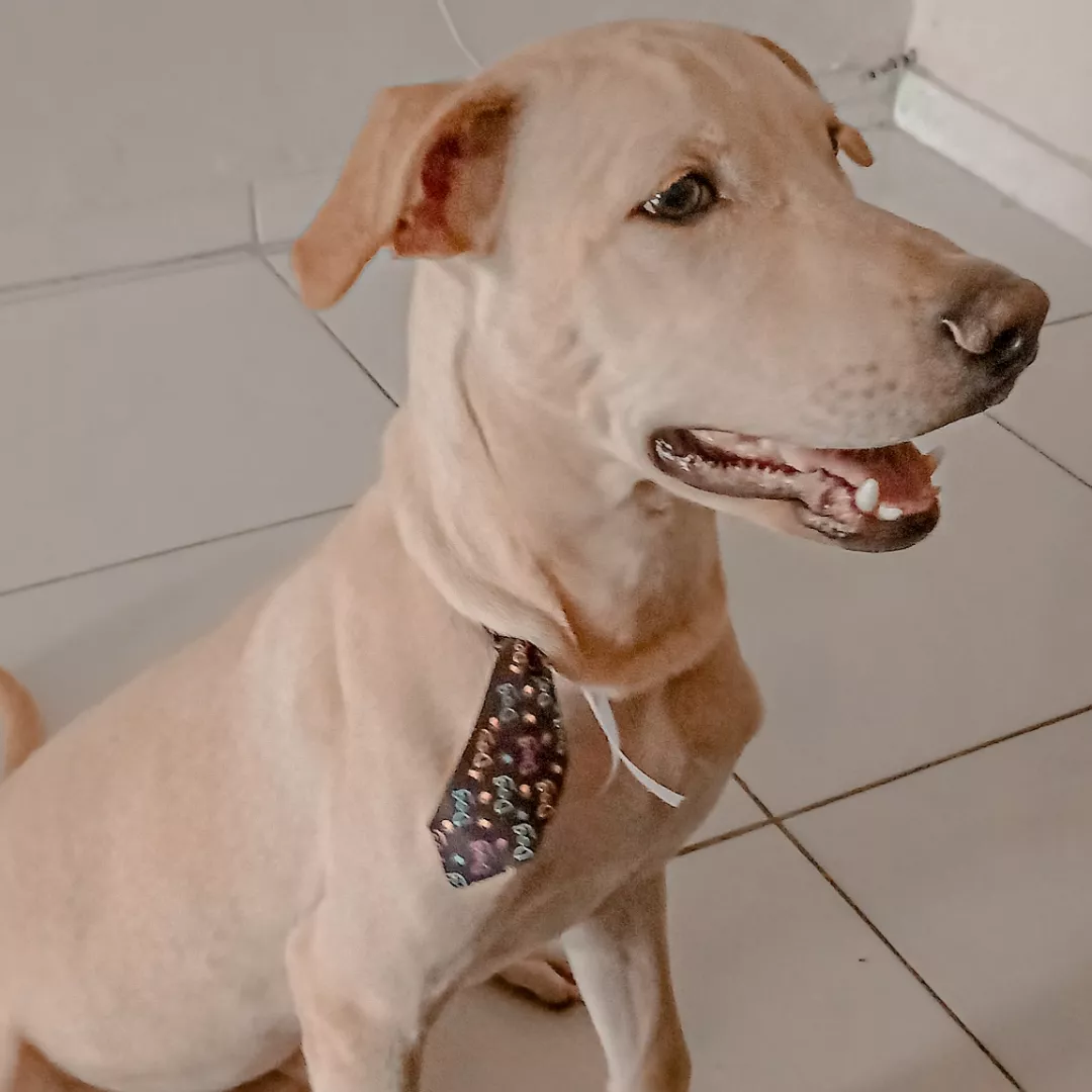 Felpudo - Labrador Retriever