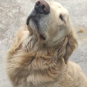 Max imagem 1 - Golden Retriever