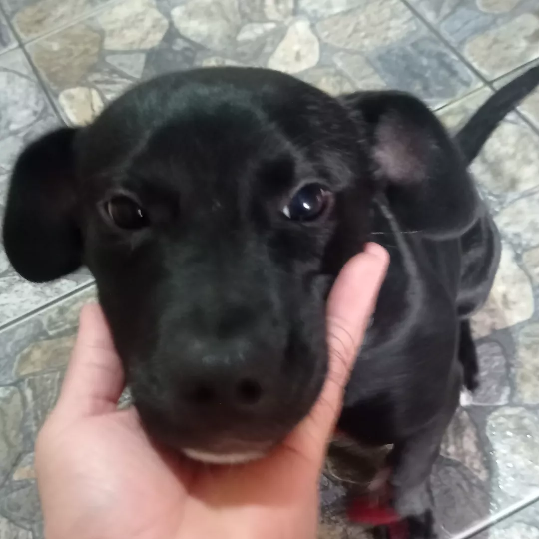 Scott - Pastor Alemão