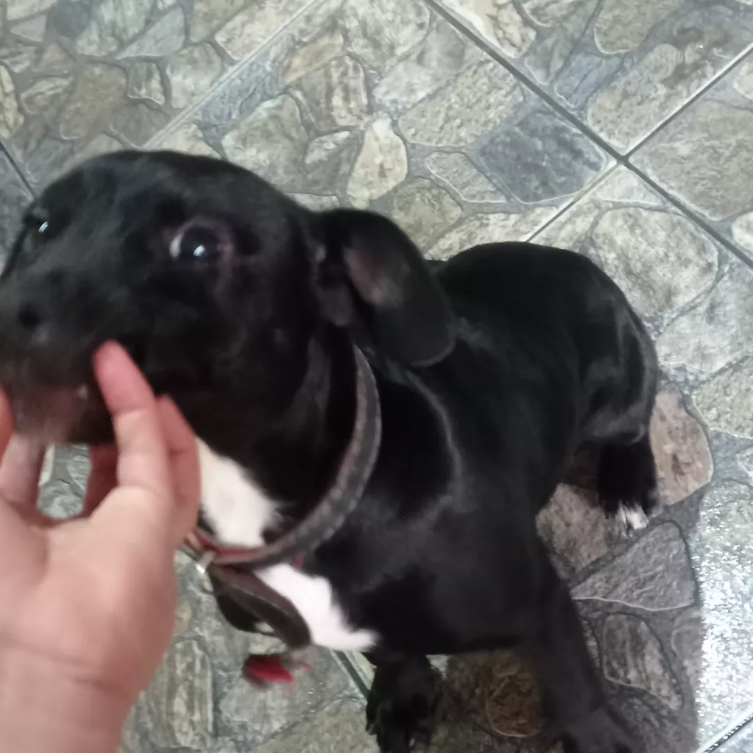 Scott - Pastor Alemão