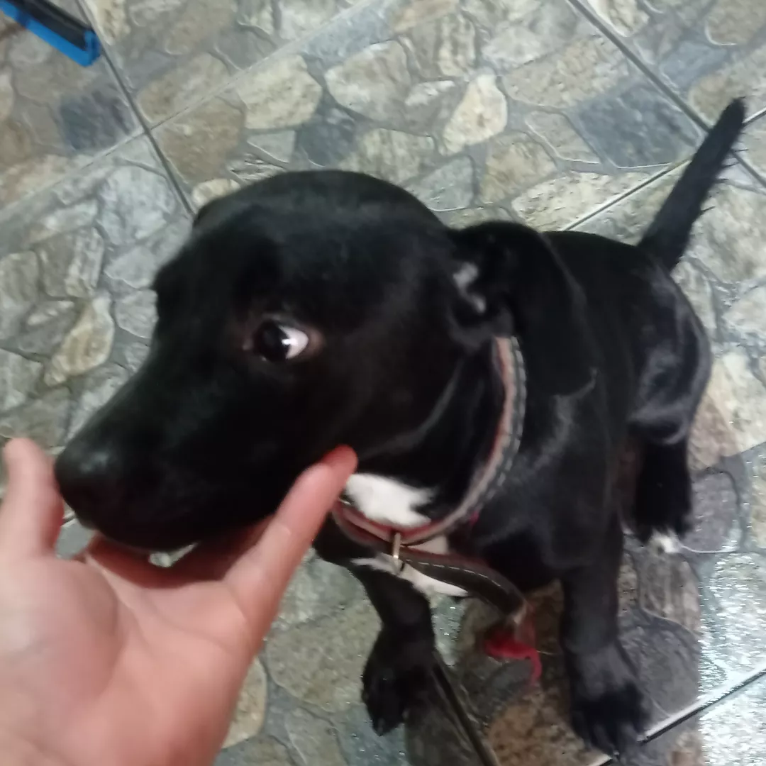 Scott - Pastor Alemão