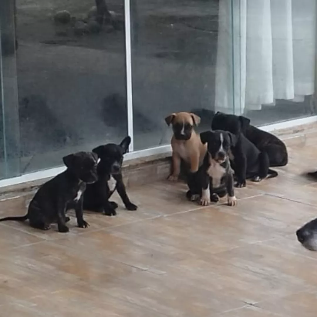 Filhotes - Sem Raça Definida