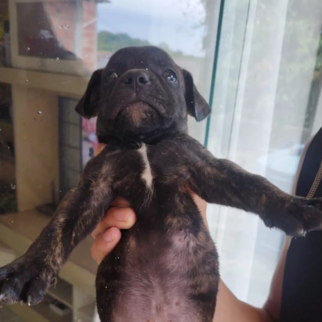 Filhotes - Sem Raça Definida