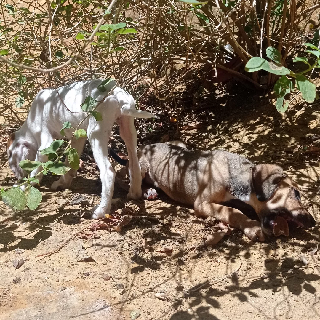 Alfredo E Frederico - Sem Raça Definida
