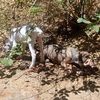 Alfredo E Frederico imagem 1 - Sem Raça Definida