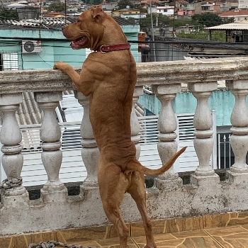 Theo imagem 1 - Rottweiler
