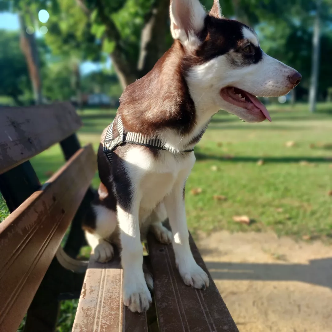 Apollo - Husky Siberiano