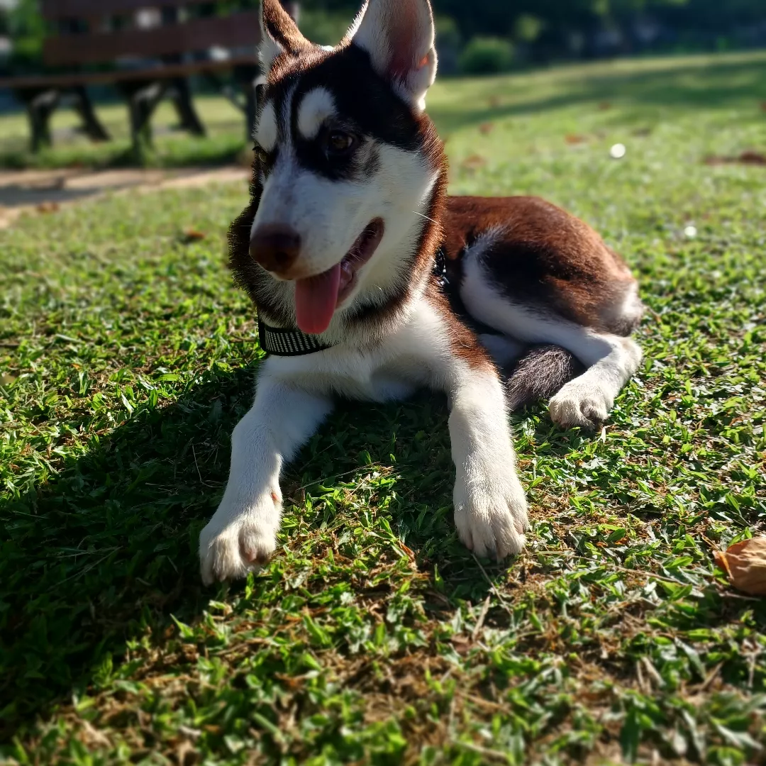 Apollo - Husky Siberiano