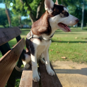 Apollo imagem 1 - Husky Siberiano