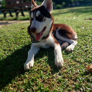 Apollo imagem 2 - Husky Siberiano
